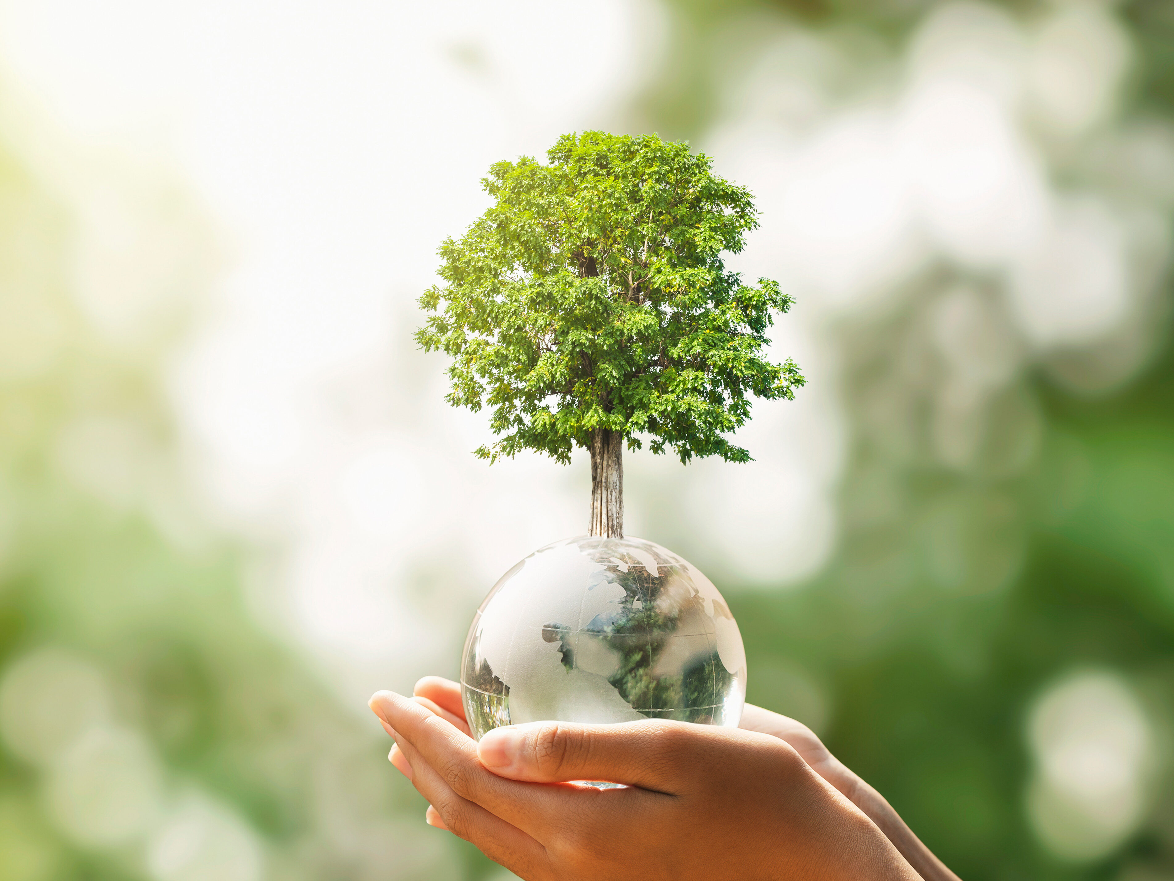 hand holding glass globe ball with tree growing and green nature